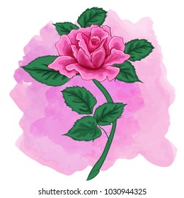 Vector Pink Rose, watercolor background. Vector illustration for greeting cards, invitations, and other printing and web projects.