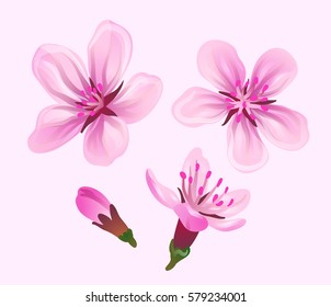 Vector pink sakura set design floral element Japan cherry flowers
