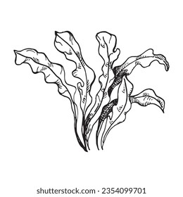 Vector pink sea plants ink hand drawn illustration isolated on white background. Red porphyra leaves, seaweed black white line. Design element for package, label, wrapping, marine collection