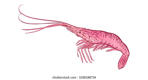 Vector pink shrimp.Isolated on white background as package design element seafood