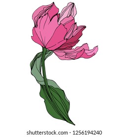 Vector Pink Tulip engraved ink art. Floral botanical flower. Wild spring leaf wildflower isolated. Isolated tulip illustration element.