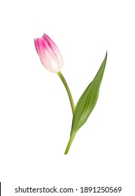 Vector pink tulip flower isolated on white background