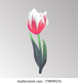 Vector pink and white flower tulip isolated on a transparent background