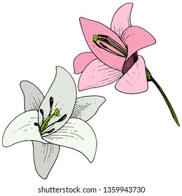 Vector Pink and white Lily floral botanical flower. Wild spring leaf wildflower. Engraved ink art on white background. Isolated lilium illustration element.