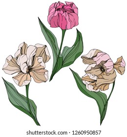 Vektorrosa-weiße Tulpengravur, Blütenblume. Wilde Frühlingsblattblume einzeln. Einziges Tulpengrafik-Element.