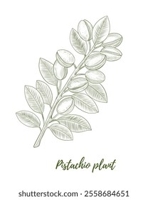 Vector pistachio branch with nuts line art illustration, graphic line coffee plant combination. Pistachio nuts on the branch. Great for any designs, textile, art, walls, package