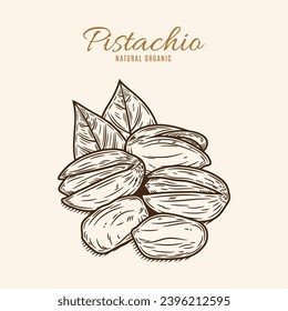 Vector pistachio illustration. Pistachio kernels, shells and leaves