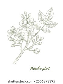 Vector pistachio plant with nuts and flowers line art illustration, graphic line combination. Pistachio nuts. Pistachio branch. Great for any designs, textile, art, walls, package