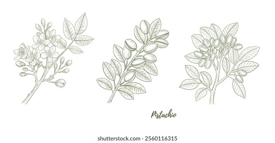 Vector pistachio plant with nuts and flowers line art illustration, graphic line combination. Pistachio nuts. Pistachio branch. Great for any designs, textile, art, walls, package