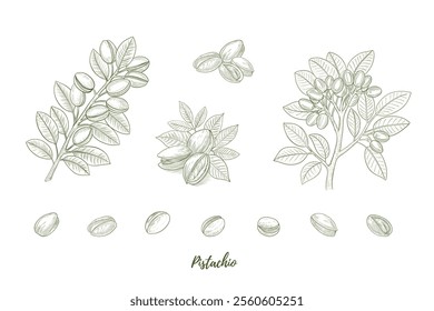 Vector pistachio plant with nuts and flowers line art illustration, graphic line combination. Pistachio nuts. Pistachio branch. Great for any designs, textile, art, walls, package