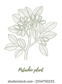 Vector pistachio plant with nuts line art illustration, graphic line coffee plant combination. Pistachio nuts. Pistachio branch. Great for any designs, textile, art, walls, package