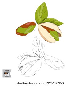 Vector Pistachios Fruit Sketched and in Color Illustration that is Hand Drawn and Highly Detailed Line Art
