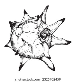 Ilustración de boceto de línea gráfica en blanco y negro con frutos del dargon del vector pitaya. Dibujo de tinta Pitahaya de plantas tropicales exóticas