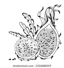Vector Pitaya sketch illustration for coloring book. Dragon fruit black and white drawing. Pitahaya line clipart for summer tropical designs