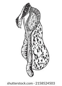 Vector pitcher plant aka periuk kera is a carnivorous plant. Nepenthes spp illustration.