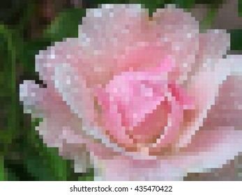 vector pixel , abstract background  blooming of pink rose 