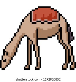 vector pixel art camel isolated cartoon
