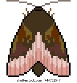 vector pixel art insect moth isolated