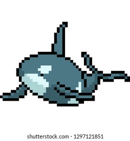 vector pixel art killer whale isolated cartoon