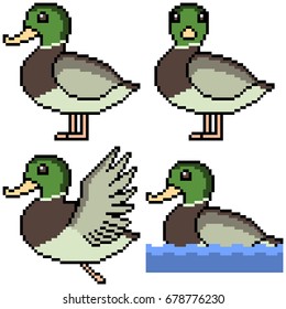 vector pixel art set duck isolated