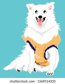 vector pixel art white Spitz dog isolated on blue background.