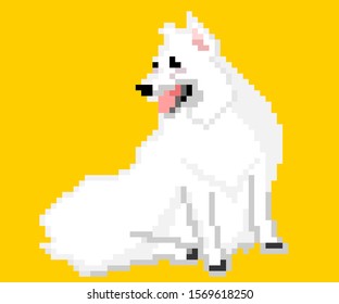 vector pixel art white Spitz dog isolated on yellow background.