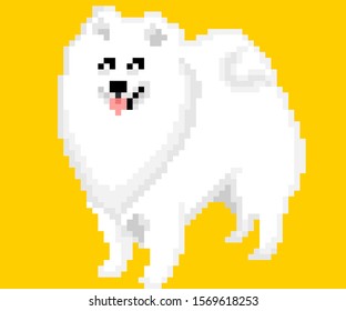 vector pixel art white Spitz dog isolated on yellow background.