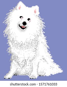 vector pixel art white Spitz dog isolated on blue background.