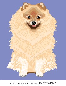 vector pixel art white Spitz dog isolated on blue background.