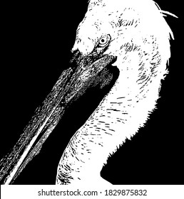 Vector placard with hand drawn illustration of pelican isolated. Creative artwork. Template for card, poster, banner, print for t-shirt, pin, badge, patch.