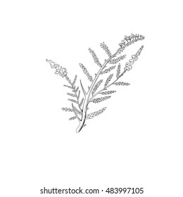 vector plant.