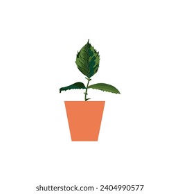 vector plant with brown pot plant
