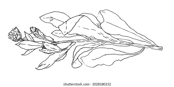 Vector plant calendula. hand-drawn medicinal plant CALENDULA twig with leaves and a bud with a flower, isolated black outline for a design template. Calendula officinalis. Retro vector illustration