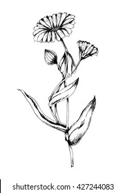 Planta vectora Calendula en estilo boceto. Ilustración herbal dibujada a mano para impresión, envoltura, tarjeta y otro diseño de cosecha floral. 