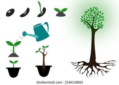 vector de las fases de crecimiento de plantas de semilla a árbol, plantar árboles, ir verde, medio ambiente.