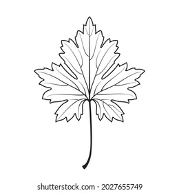 Vector plant leaf. Autumn leaf. Black line illustration.