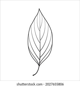 Vector plant leaf. Autumn leaf. Black line illustration.