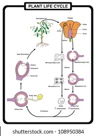 Vector - Plant Life Cycle