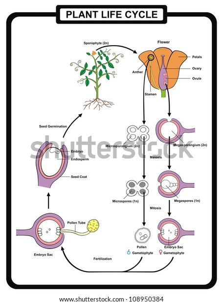 Free Free Plant Life Cycle Svg 19 SVG PNG EPS DXF File