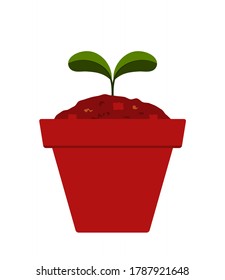vector plant in pot isolated on white background