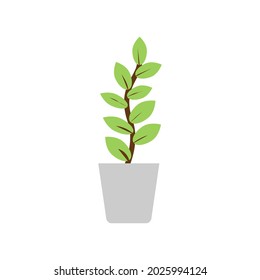 planta vectorial en la olla sobre fondo blanco aislado, crecer, la vida es como un árbol, crecer planta