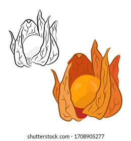 Vector plant set. Autumn herb plant isolated on white. Hand drawing physalis.