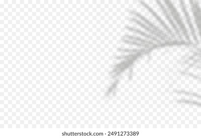 Vector plant shadow png. Shadow png. Silhouette of grass, leaves, tree on an isolated transparent background.