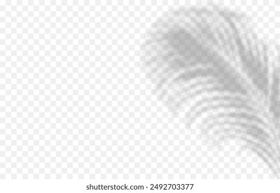 Vector plant shadow png. Shadow png. Silhouette of grass, leaves, tree on an isolated transparent background.