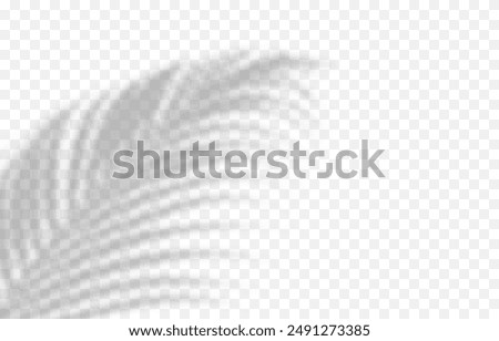 Vector plant shadow png. Shadow png. Silhouette of grass, leaves, tree on an isolated transparent background.