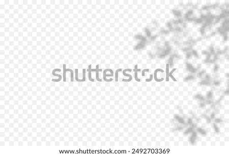 Vector plant shadow png. Shadow png. Silhouette of grass, leaves, tree on an isolated transparent background.