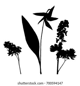 Vector Plant Silhouettes with forest Herbs and Flowers Isolated on White Background