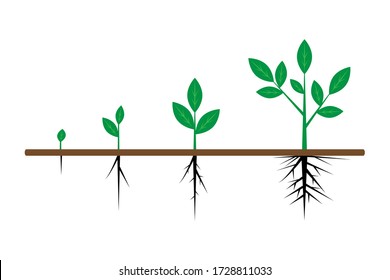 Vector plant with sprout and root. Seed growth in the process of grow. Icon, illustration of flowers with leaves at different stages. Stock Photo.