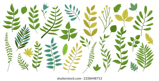 Vector plants branches and leaves collection with various shapes in green colours. Flat design illustrations