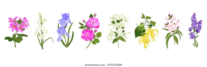 Vector plants for essential oil extraction. Lavender, lemon verbena, rose geranium and tuberose are used in aromatherapy. Jasmine, damask rose, iris and ylang-ylang are used in perfumes and fragrances